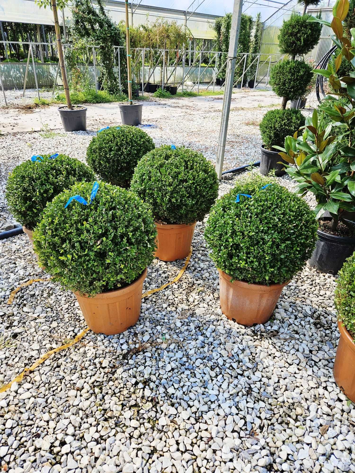 Buxus ,  Copaci Ornamentali