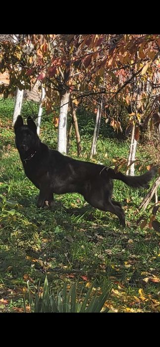 Ciobanesc belgian