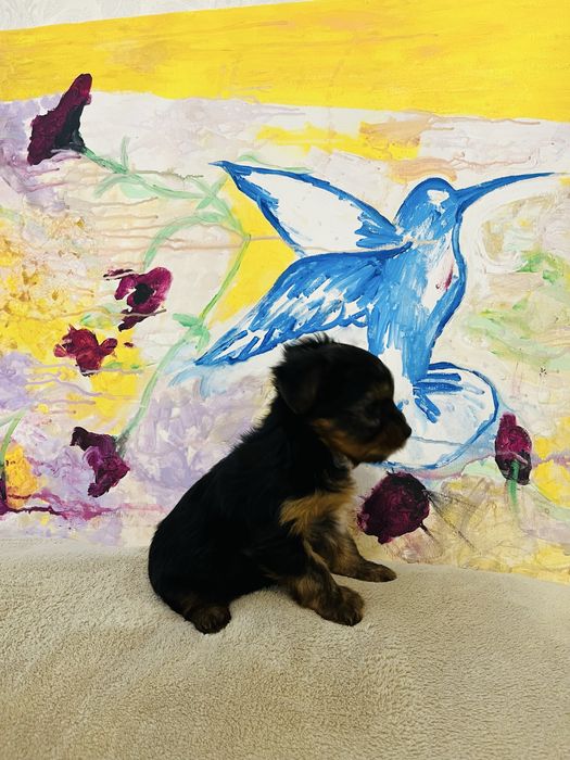 Yorkshire terrier rasa pura