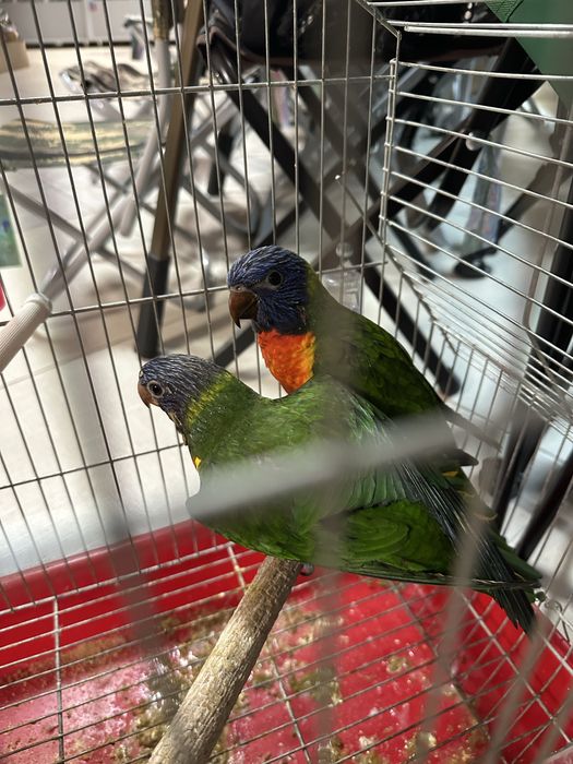 Свободна двойка папагали двойка мъжко и женско ръчно хранени