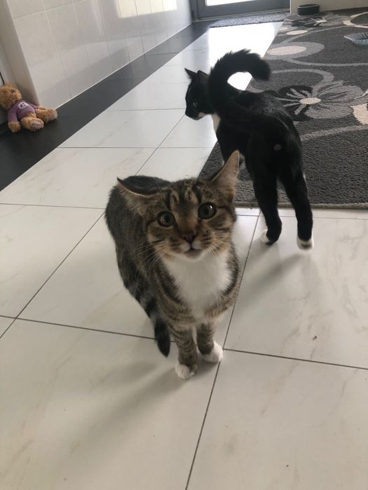 Donez pisici vaccinate