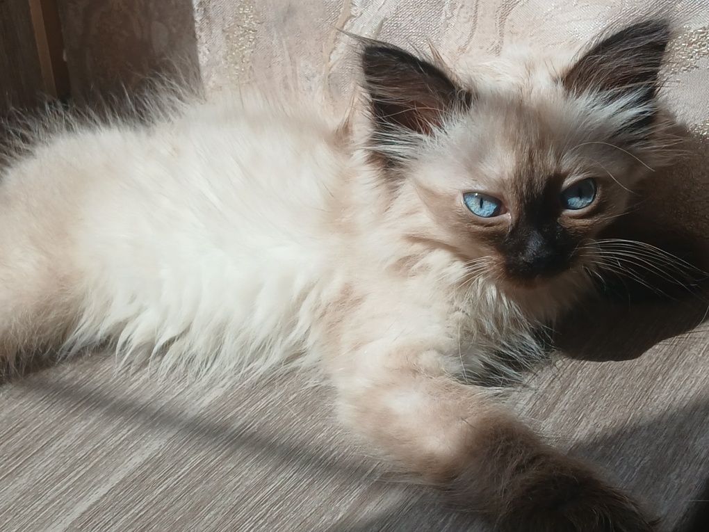 Сиамские котята на продажу