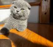 Pisică Scottish Fold