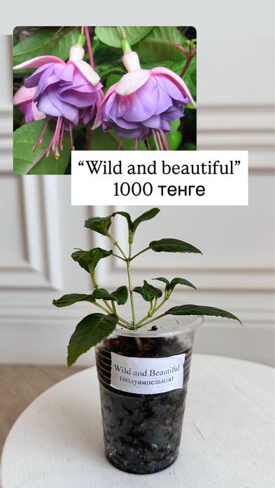 Комнатные цветы. Молодые кустики сортовых фуксий