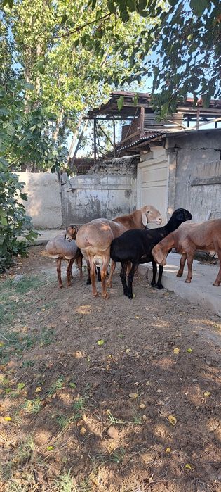 Arashan paroda qochqor