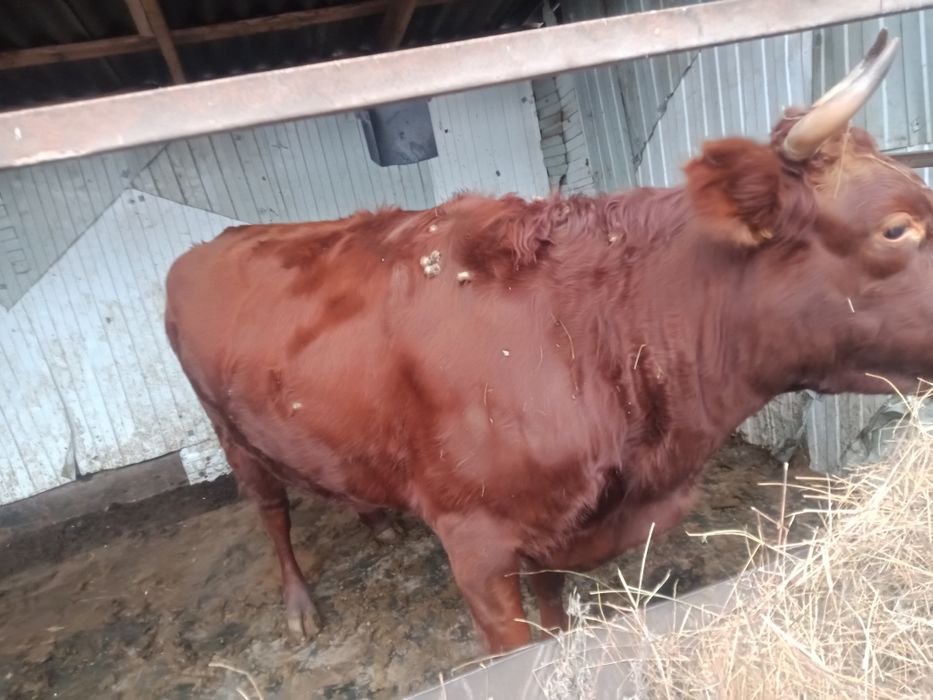 Продам нетель 3 летка