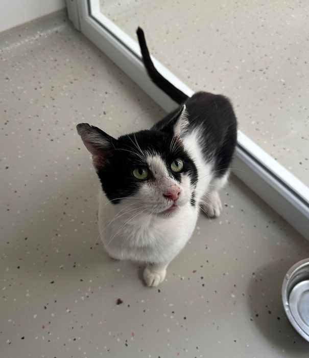 Adopție motan cu FIV
