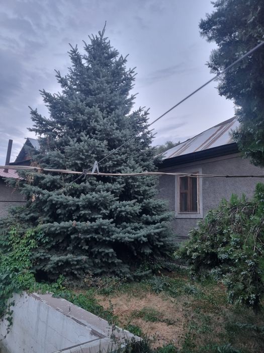Продам голубую ель (ёлку) объемная,  высота 8 метров.