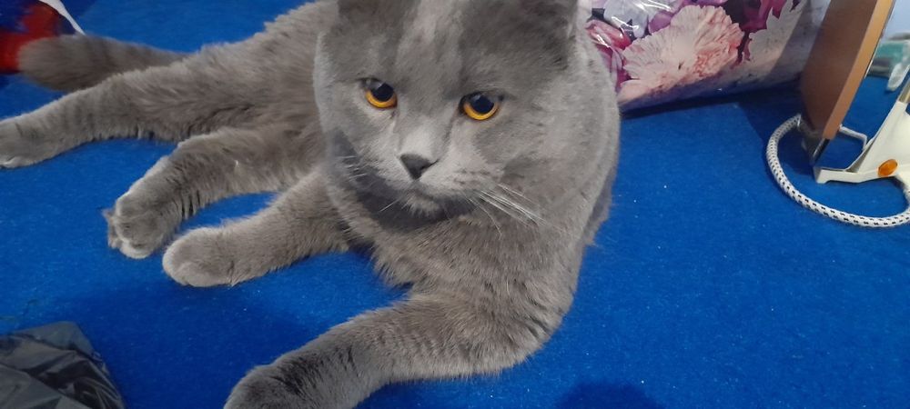 Бухара продаю.120$ Скоттиш-фолд Шотландский вислоухий