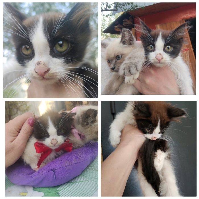 Котенок мальчик в хорошие руки