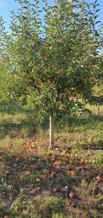 Vând sau schimb mere bio cu grăunte,grâu,floare