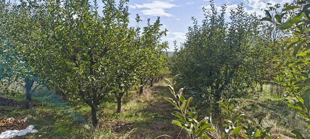 Продавам селски имот,парцел 960 м2,с .Кривини