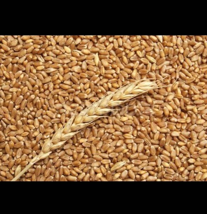 Vând grâu producție 2025