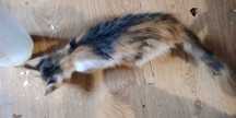 Pisici pentru adoptie