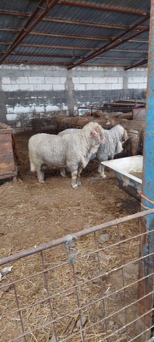 Vând berbeci merinos