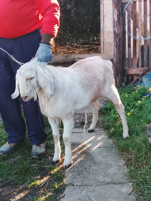 Vând sau schimb țap anglonubian