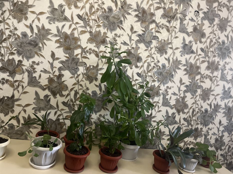 Комнатные растения