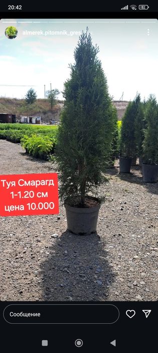 Туя западная Смарагд