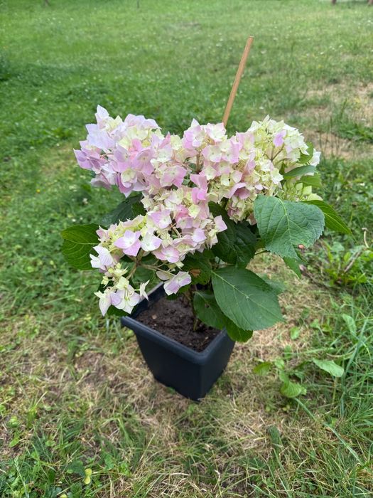 Hortensia macrofila