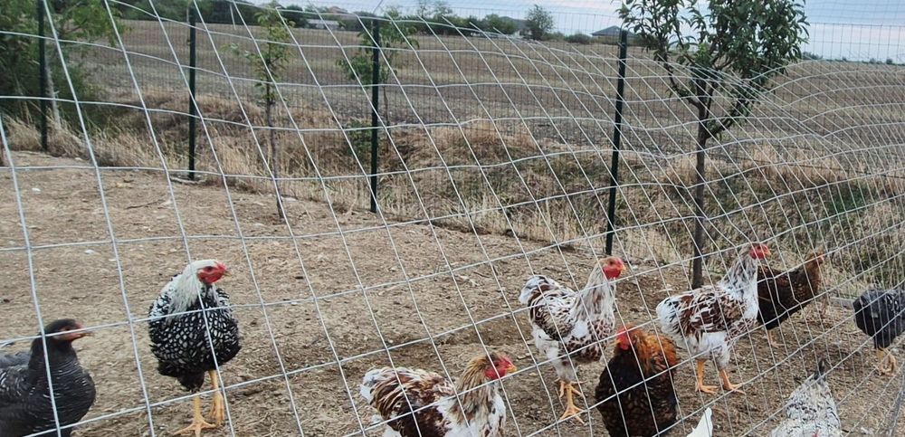 Cocoși wiandotte de vanzare