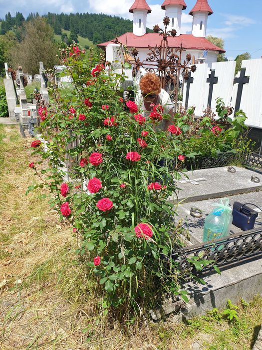 loc de veci cimitir piatra neamt
