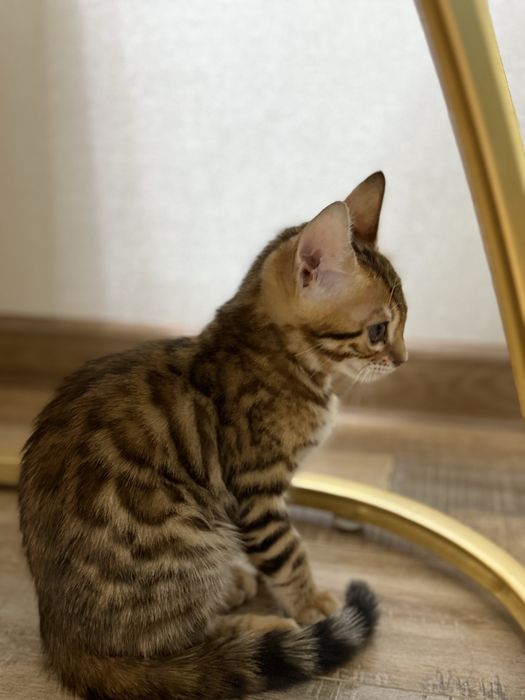 Продается бенгальский котенок