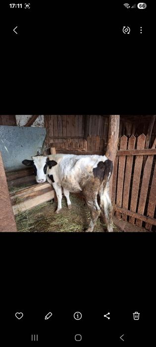 Vand vitea holstein sa shimb cu oi