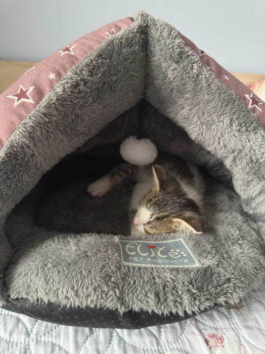 Малко игриво мъжко коте на 2 месеца с подарък креватче и играчки