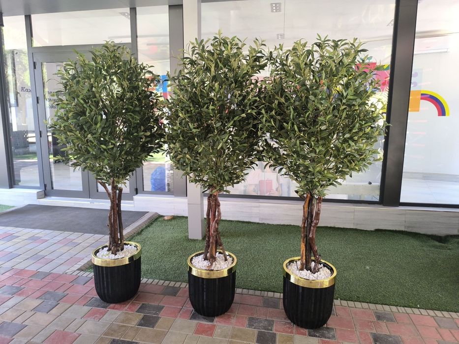 Оливковый дерева Зайтун дарахт