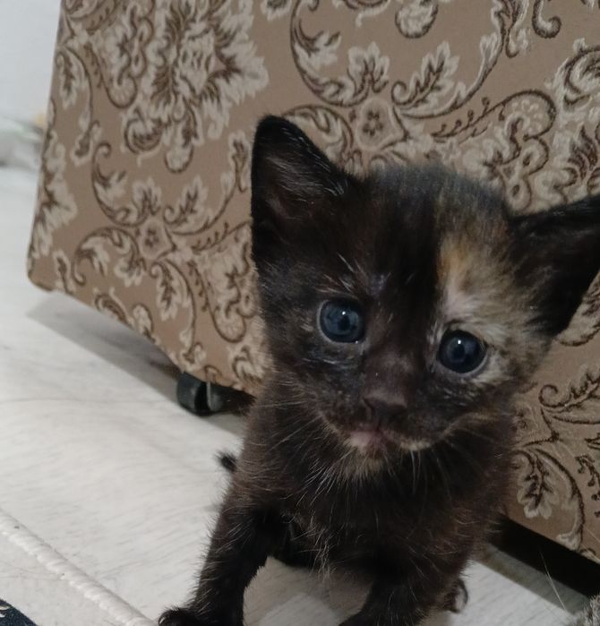 котята шотландский и простой