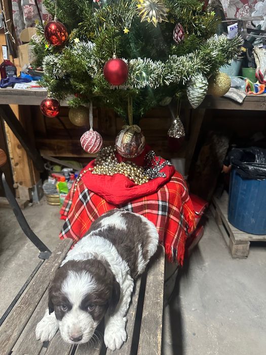 бебе каракачанка