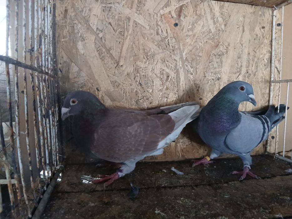 Porumbei voiajori de vanzare