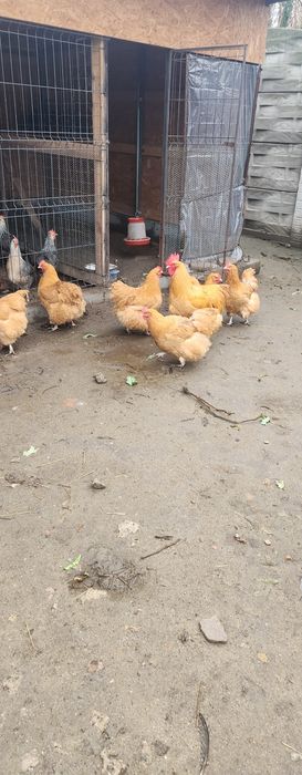 Oua orpington galben