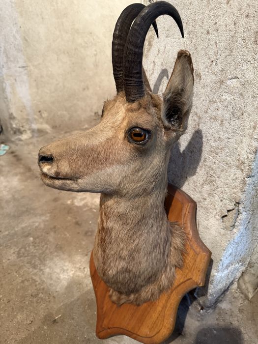 Продавам препарирана коза