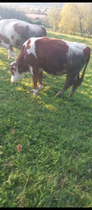 Vând vițea bălțată