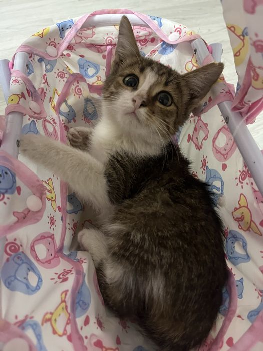 отдам кошку в добрые руки, ласковая, к лотоку приручена.