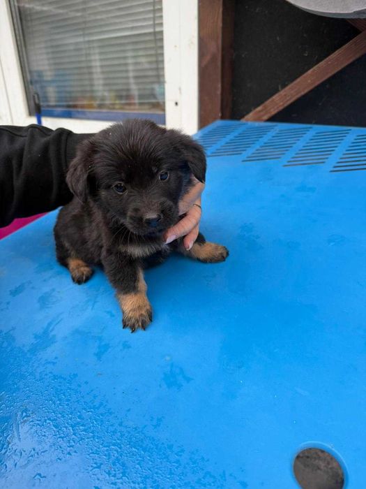 Catelusi pentru adoptie