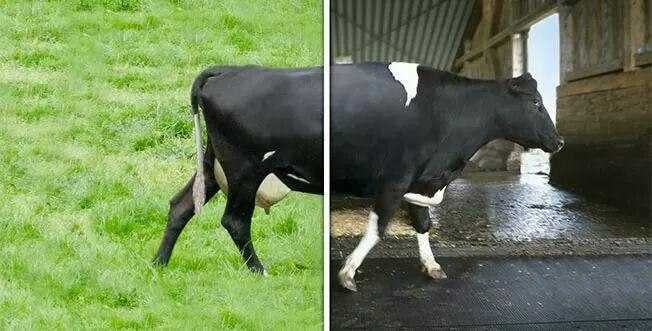 Резиновые плиты для вашего скота | Мollaringiz uchun kauchuk plitalar