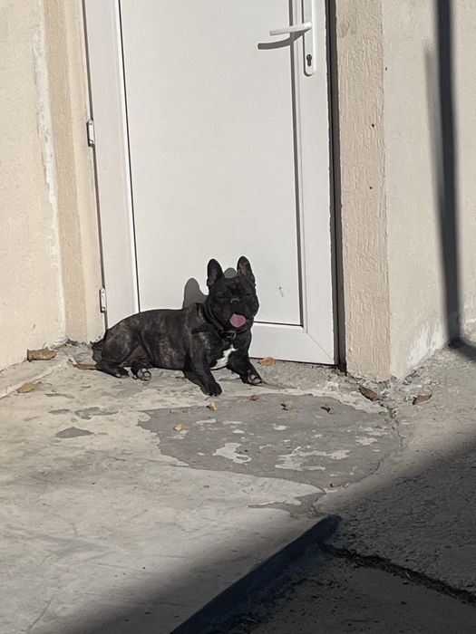 Bulldog francez