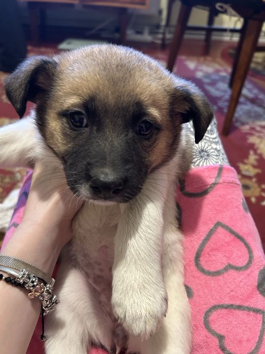 doneza catelusi, au o luna si jumatate, toate sunt fete