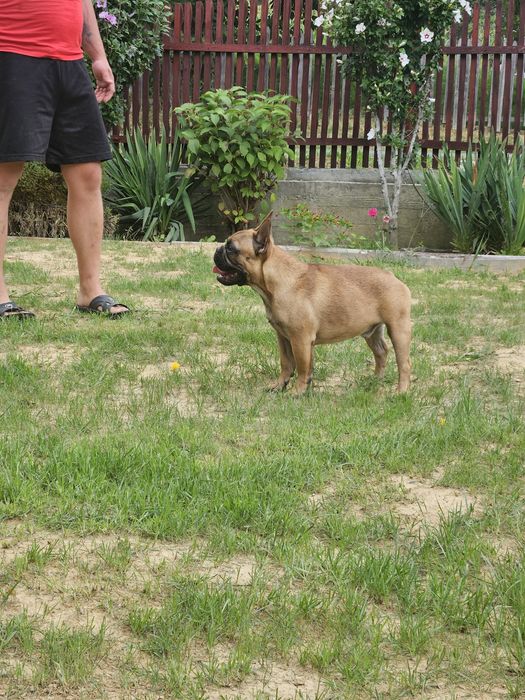 Bulldog Francez Mascul pedigree FCI