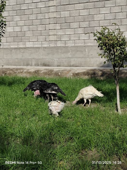 Induk kurka sotiladi