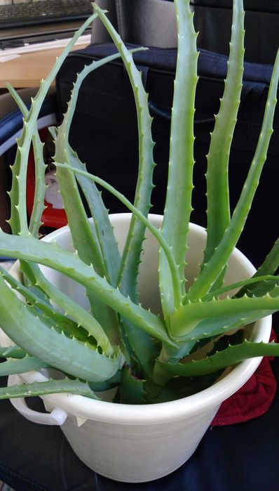 Продавам цветя Алое лечебно