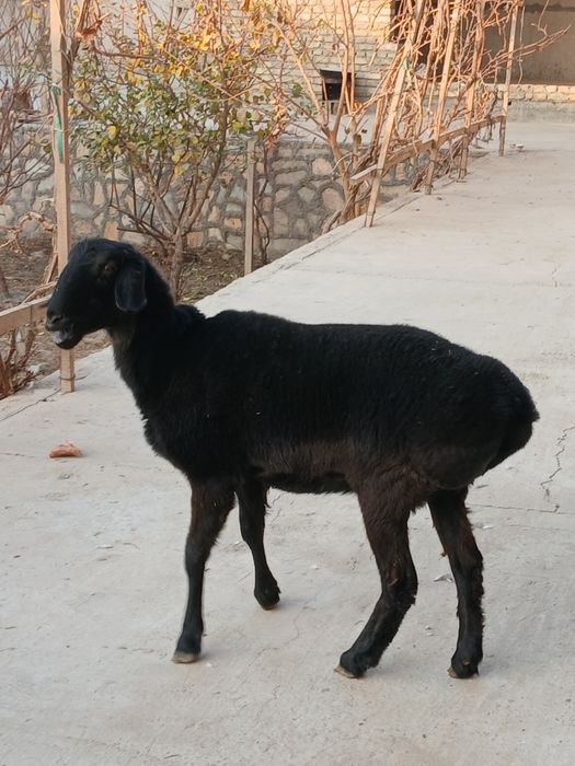 Qo'y Куй сотилади