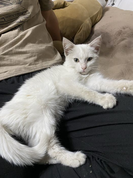 котенок в добрые руки