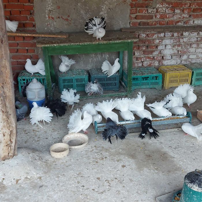 Продавам гълъби финерлии