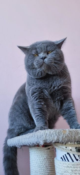 ВЯЗКА Британец чистокровный