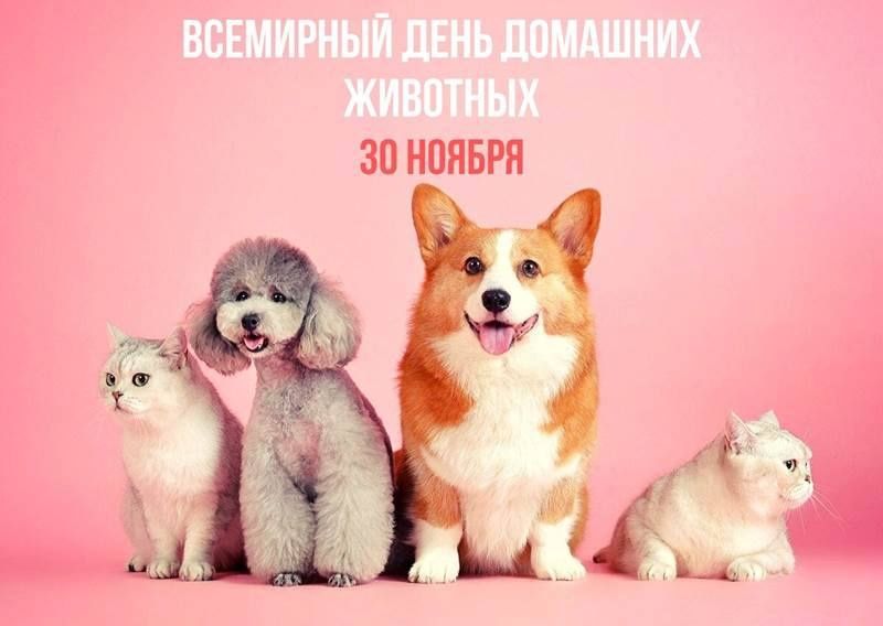 Перевозка животных
