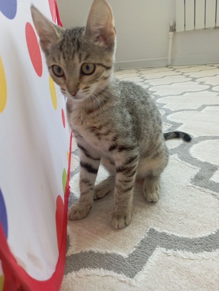 Котенок ( девочка)