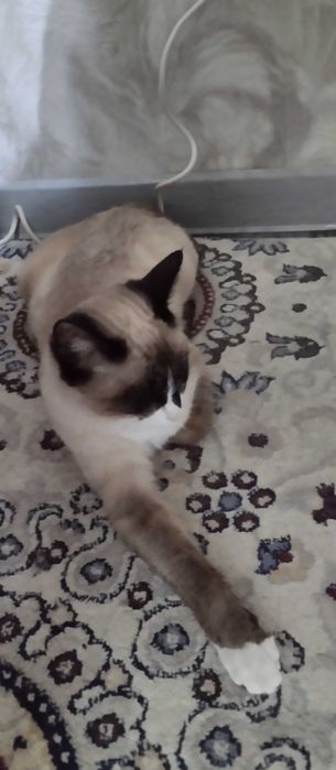 Продам сиамскую кошечку